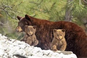 bear-cubs-and-mom-big